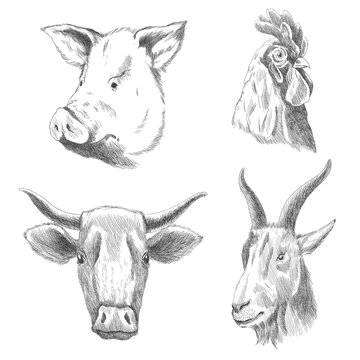 Hand drawn animals. Farm livestock animals. Vintage vector engraving illustrations for poster or web. Hand drawn pig, cock, cow and goat sketch in a graphic style
