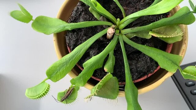 A brown grasshopper (Chorthippus brunneus) sits on a Venus flytrap (Dionaea muscipula) and enjoys the wind from a fan in the summer heat