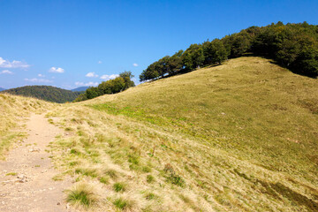 Fototapeta premium grassy meadow in mountains. beautiful landscape of transcarpathia on a sunny summer day. ridge in the distance. beech trees on the hills. blue sky