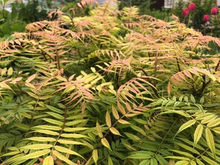 The background is from the young foliage of the rowan. Delicate pink and green leaves. Sorbaria