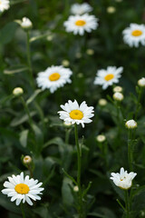 Fototapeta premium Chamomile on green nature background