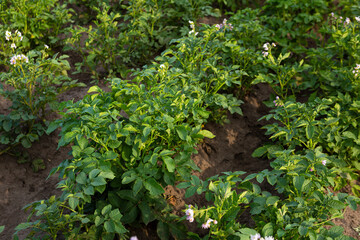 Potato plant with flowers in garden