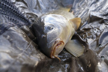 Karpfen closed mouth