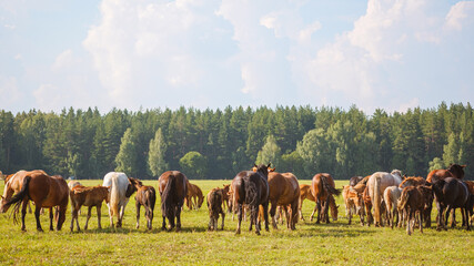 Beautiful horses of different colors graze in the pasture at the horse farm. Rear view of the...