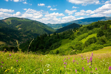Naklejka na ściany i meble summer landscape in mountains. amazing scenery with wild herbs in fields on rolling hills of carpathians in dappled light. clouds on the blue sky above the distant ridge