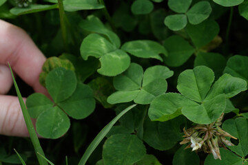 鹿野山に群生する四つ葉のクローバー
