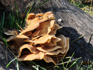 champignons