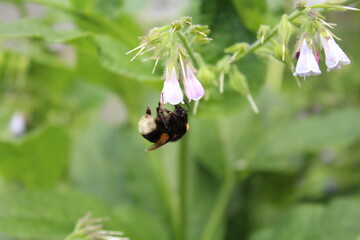 bee on a flower