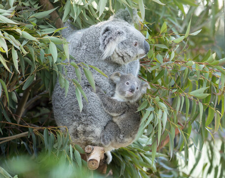Koala baby on mother's back in the eucalyptus tree.  