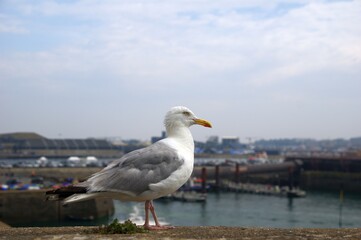 Möwe in Saint Malo