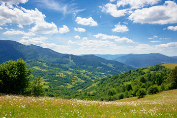 pasture on a sunny day in mountains. wonderful countryside landscape of carpathians. fluffy clouds on the sky