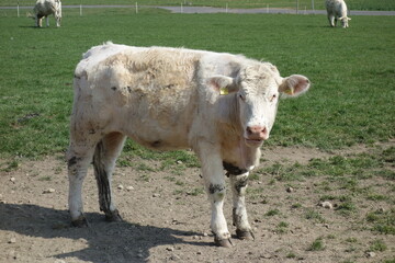 Weiße flauschige Kuh, die direkt und neugierig in die Kamera schaut. Angry cow looks straight at...