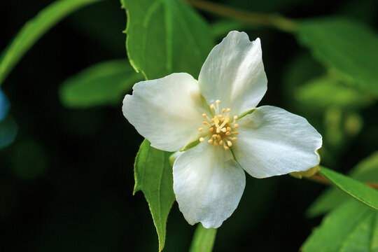Blooming bush Philadelphus coronarius close up.