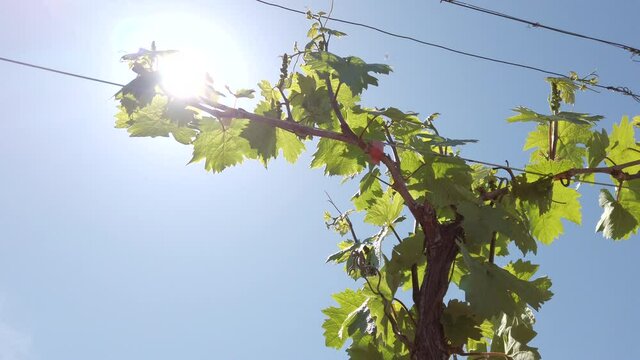 vineyard rows. grape trees in spring. low angle view, sun rays