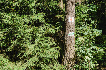 Forest tourism background. Green hiking trail marked on tree bark. Walking path through the coniferous forest on summer holiday. Route trip indicator.