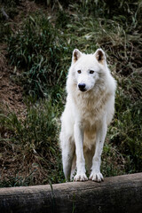 Naklejka na ściany i meble Portrait d'un magnifique loup arctique ou loup blanc