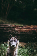 Magnifique loup du canada à la fourrure grise et brune