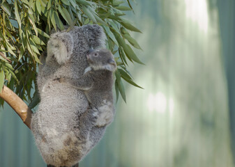 Koala baby on mother's back in the eucalyptus tree.  