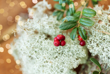 nature, environment and botany - close up of cowberry and reindeer lichen moss