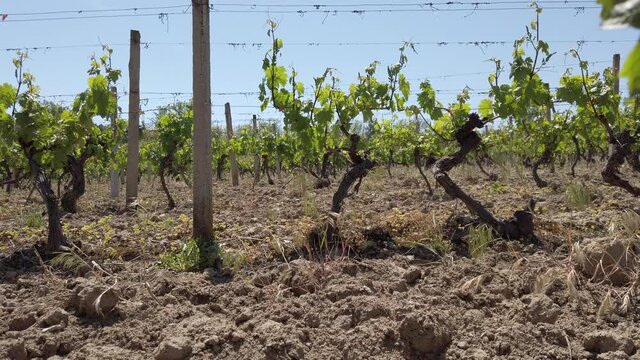 vineyard rows. grape trees in spring. low angle view, camera moving under trees
