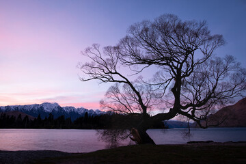 Fototapeta na wymiar Winter willow on lake Wakatipu at sunrise with the Remarkables mountain ranges in the distance, Queenstown, New Zealand