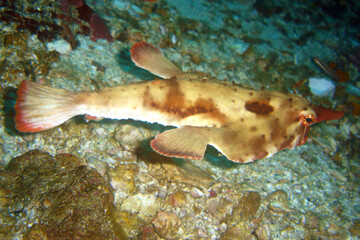 Fototapeta na wymiar underwater coral reef fish caribbean sea Venezuela 