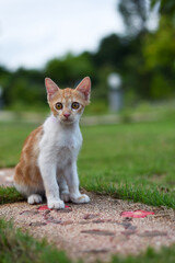 Fototapeta premium A puzzled little white kitten Standing in the walkway of the garden Soft focus.