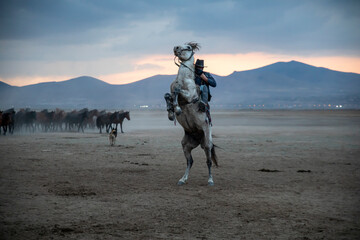 Cowboy on rearing horse, wild horses . Horses - Yilki Atlari live in Cappadocia and Kayseri, in...