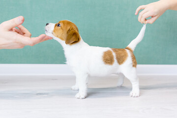 A beautiful white Jack Russell Terrier puppy with orange spots stands sideways in a rack. Man's hands hold the puppy by the tail and chin. Concept of dog training, preparation for the show.