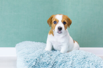 A cute Jack Russell Terrier puppy sits on a blue fluffy pillow on a green background, looks at camera, stuck out his tongue. Pet care concept, love for animals. Pedigree dogs, breeding. Day of dogs