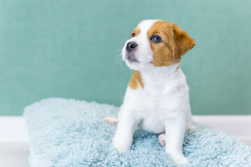 Cute Jack Russell Terrier puppy sits on a blue fluffy pillow on a green background, looks ahead. Pet care concept, love for animals. Pedigree dogs, breeding. Day of dogs, day of pets.