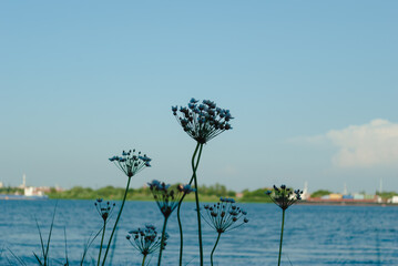 grass by the river, lily by the river, willow by the river, 
reeds by the river, sedge near the river, sunset sunset on the Volga, grass by the Volga