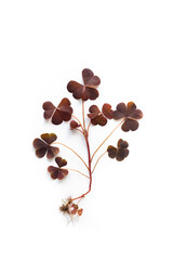 Plant with heart-shaped leaves in brown or burgundy color isolated on white background. Botany study object, specimen, herbarium. The concept of minimalism, eco. Design element, floral pattern