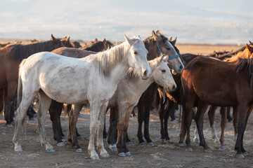 Fototapeta na wymiar Horses, Kayseri, Turkey