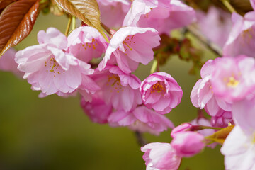 仁和寺の大沢桜