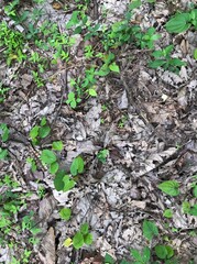 Small herbs with dead leaves