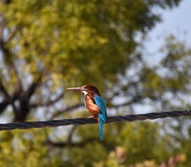 White Throated Kingfisher