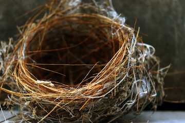 closeup of Sparrows bird nest