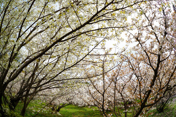 仁和寺の御室桜