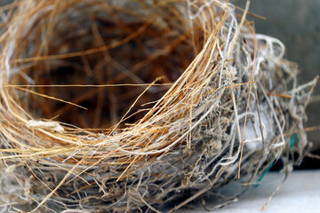 closeup of Sparrows bird nest