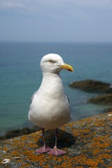 Möwe in Saint Malo