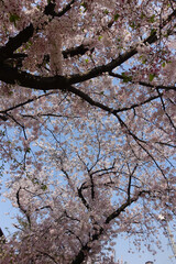 満開の染井吉野
