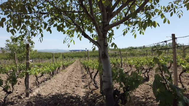 vineyard with walnut tree, vertical camera movement