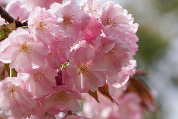仁和寺の大沢桜