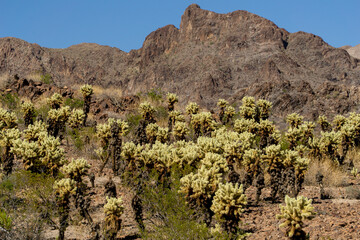 The Joshua tree national park
