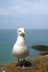 Möwe an der bretonischen Küste in Saint Malo