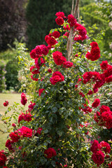 Kletterrose rot rustikal
