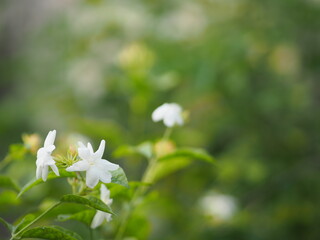 Arabian jasmine, Jasminum sambac, Oleaceae white flower cool fragrance blooming in garden on...