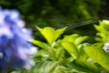 蜘蛛と紫陽花