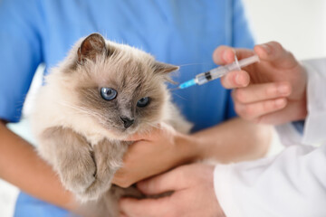 Professional veterinarians vaccinating cat in clinic, closeup - obrazy, fototapety, plakaty